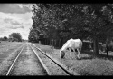 pastando-en-la-estacion-pedro-gil-monocromo