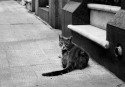 the-guardian