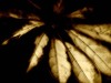 SM009