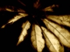 SM009