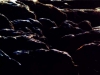 SC004