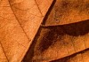SC007