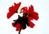 SC009