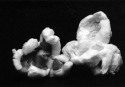 AM009