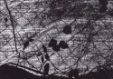 SM005