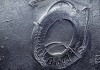 DM008