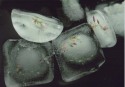 CA002