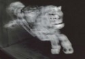 AM003