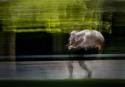 12-S-C2-Claudio Santamaria-Footing II