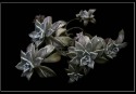 10-Cura Nora - Flores verdes