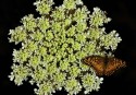 12-A-C2-Cukierman Uriel-Flor con mariposa