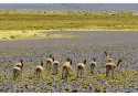 04-vicunas-catamarquenas