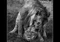 21-leones-por-mas-leones