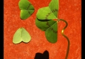 050