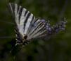 11-Quintana Fiore, Rosalba  - Mariposa Iberica - Naturaleza - Aceptada