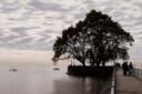 005-1º Mención - Muelle con árbol - Cura Nora