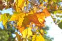 008-Mención de Jurado - Caricia de Otoño - Fernández Campón Mercedes