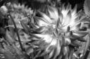 07-Nahmad, Hector - Abejas - Monocromo - Aceptada