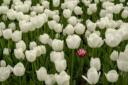 21-Quintana Fiore, Rosalba  - Tulipanes - Flora y Fauna - Aceptada