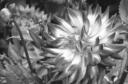 08-Nahmad, Hector - Abejas  2 - Monocromo - Aceptada