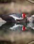 09-Brachetti, Gabriel Jorgue - Cardenal - Sombras y reflejos - Aceptada