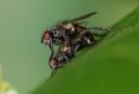21-Brachetti, Gabriel Jorgue - Intimidad díptera - Naturaleza - Aceptada