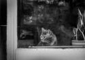 12-Mención de Jurado - La Pausa felina - Aluffi Nidia