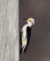 15-Brachetti, Gabriel Jorgue - Carpintero blanco - Naturaleza - Aceptada