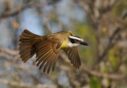 07-Brachetti, Gabriel Jorgue - Bolido - Naturaleza - Aceptada