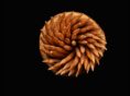 23-Brachetti, Gabriel Jorgue - Fibonacci 3 - Formas y Patrones - Aceptada
