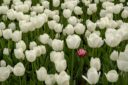14-Quintana Fiore, Rosalba  - Tulipanes - Formas y Patrones - Aceptada