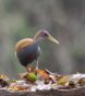 17-Brachetti, Gabriel Jorgue - Saracura - Naturaleza - Aceptada