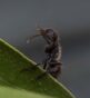 18-Brachetti, Gabriel Jorge - Asomando - Naturaleza - Aceptada
