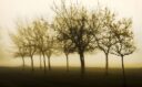 003-3º Premio - Árboles en la Niebla - Rodriguez Acevedo Osvaldo