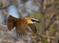 31-Brachetti, Gabriel Jorge - Bólido - Naturaleza - Aceptada