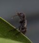 19-Brachetti, Gabriel Jorge - Asomando - Naturaleza - Mención de Honor