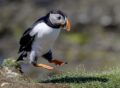 12-Quintana Fiore, Rosalba - Salto Del Puffin - Naturaleza - Aceptada