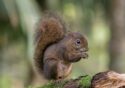 24-Brachetti, Gabriel Jorge - Guardiana Del Bosque - Naturaleza - Aceptada