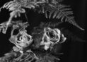 003-3º Premio - El Nombre de la Rosa - Brovelli Néstor
