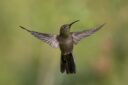 22-Brachetti, Gabriel Jorge - Crucificado En El Aire - Naturaleza - Aceptada