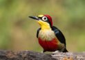 23-Brachetti, Gabriel Jorge - Arcoiris - Naturaleza - Aceptada