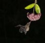 004- Medalla de Plata - Guillermo Teran - Murcielago nectarivoro - Peña Fotográfica Rosarina