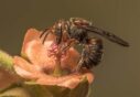 016-️ Mención de Honor - Eduardo Di Fiore - La avispita - F2 Sociedad Fotográfica