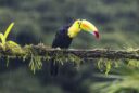 019-️ Mención de Honor - Guillermo Teran - Tucan bajo la lluvia - Peña Fotográfica Rosarina